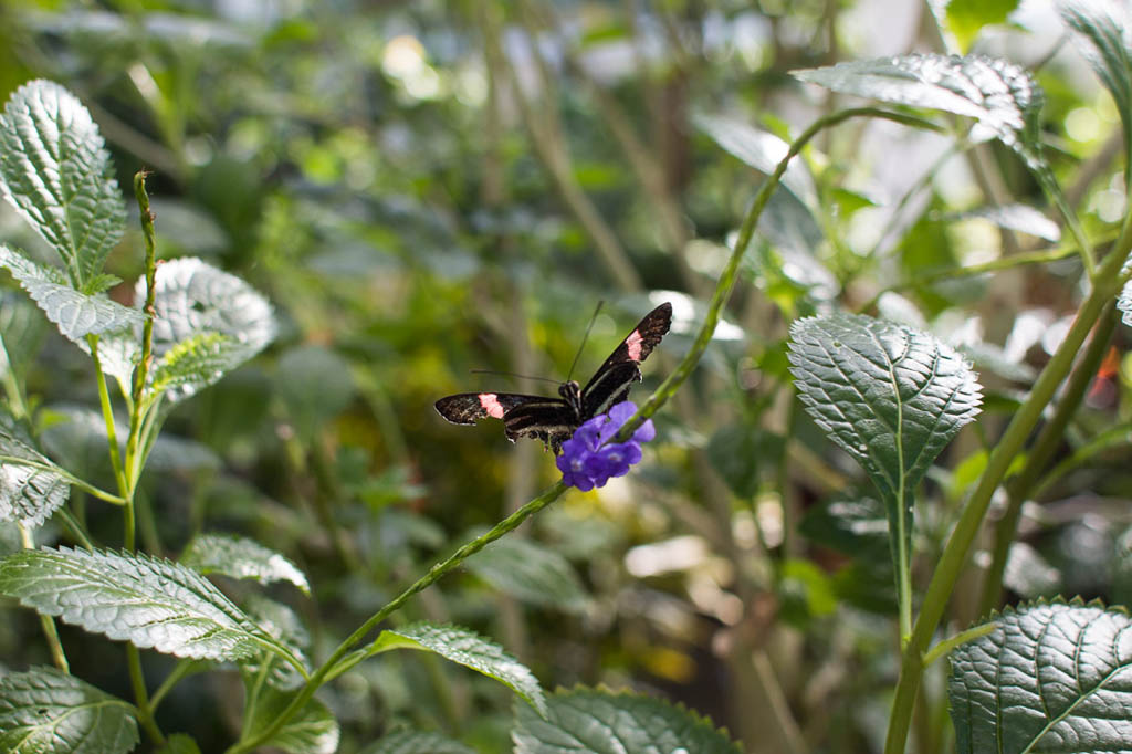 Butterflies inside the Butterfly and Nature Conservancy in Key West