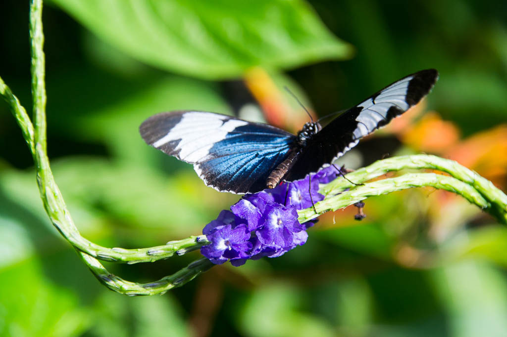 Butterflies inside the Butterfly and Nature Conservancy in Key West