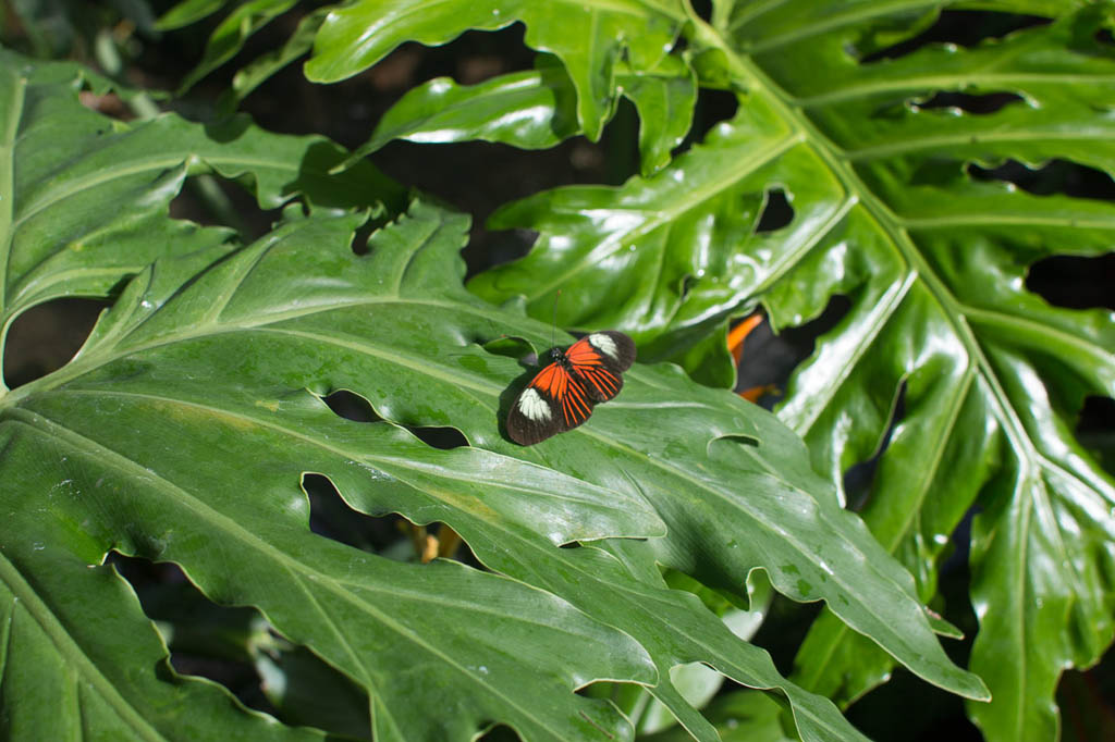 Butterflies inside the Butterfly and Nature Conservancy in Key West