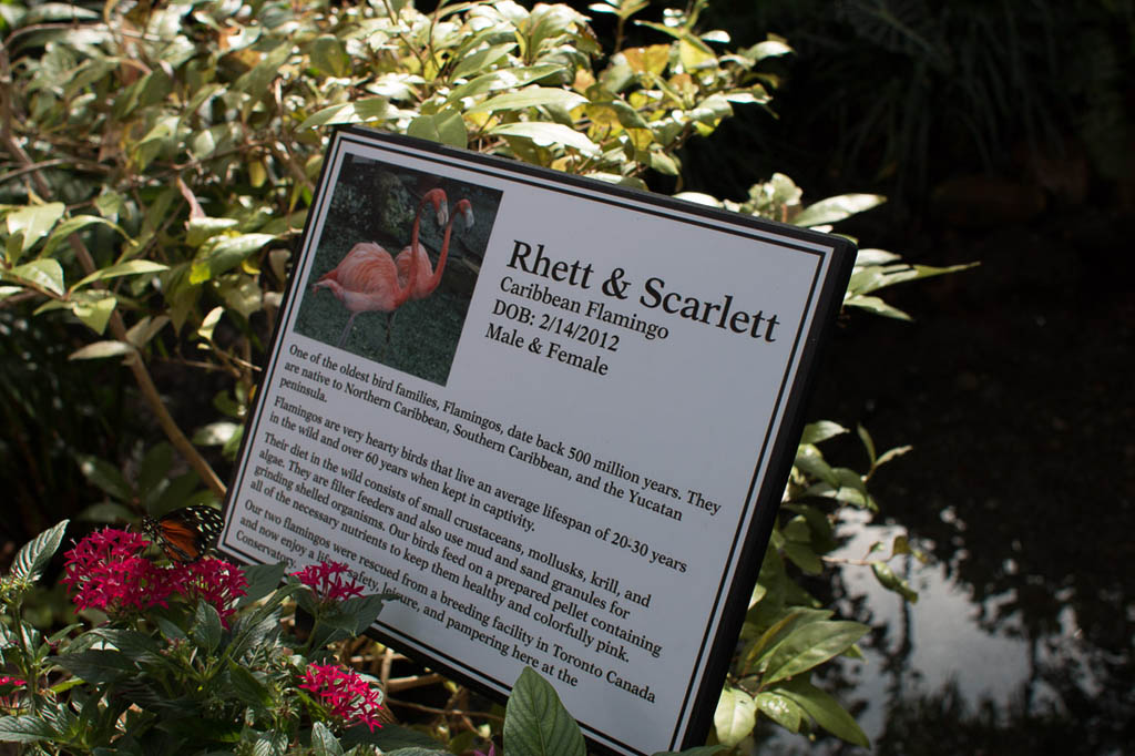 Sign explaining flamingos at Butterfly Conservatory
