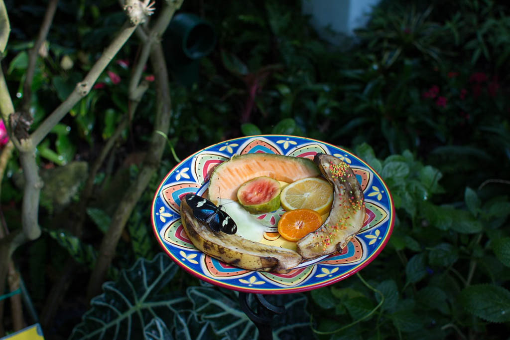 Plates of fruit in butterfly conservatory