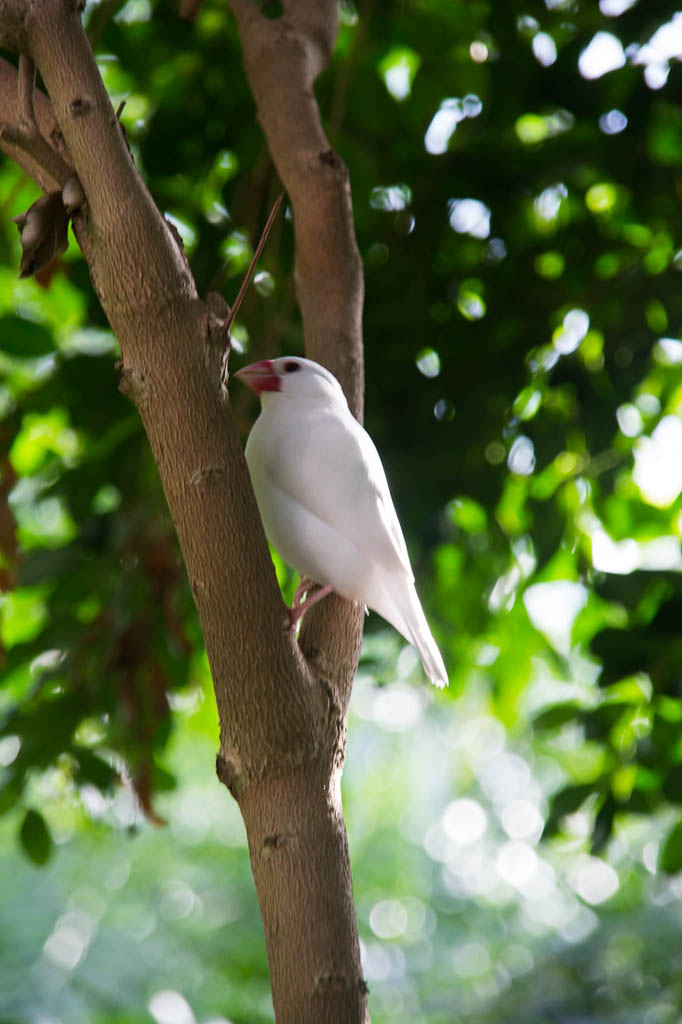 Birds at the Butterfly Conservatory in Key West