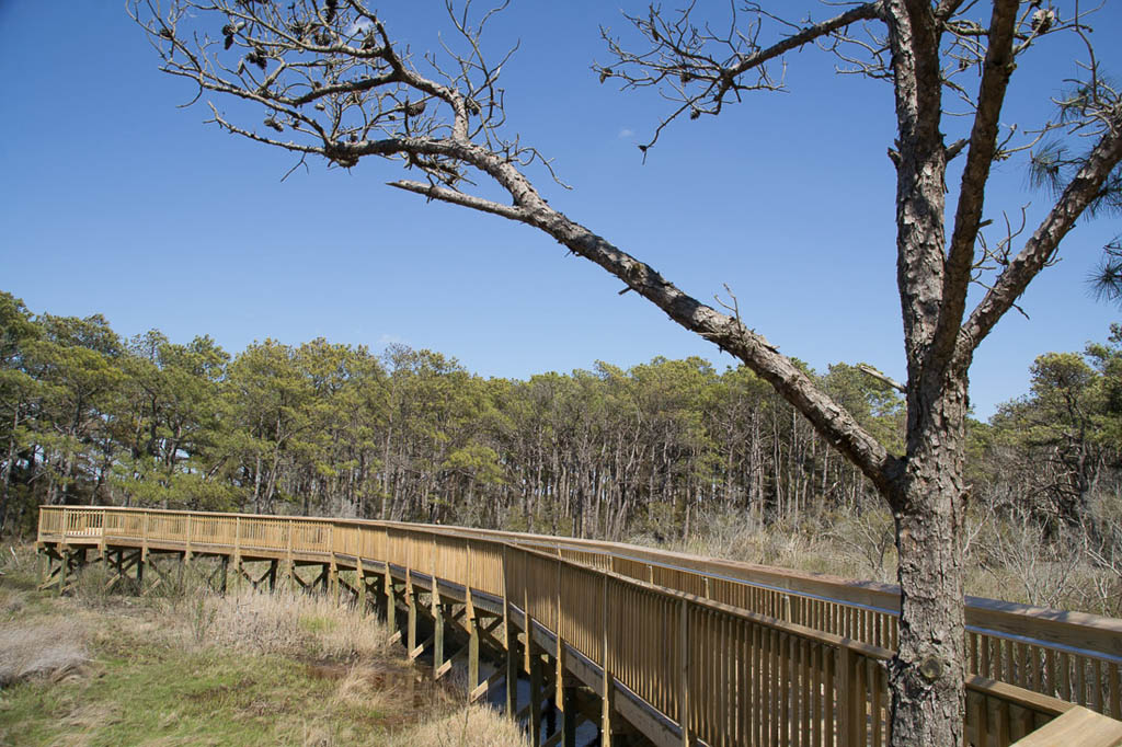 Life of the Forest Trail at Assateague National Seashore
