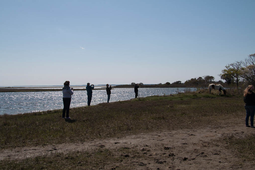 People taking photos of horses on Ferry Landing Trail at Assateague
