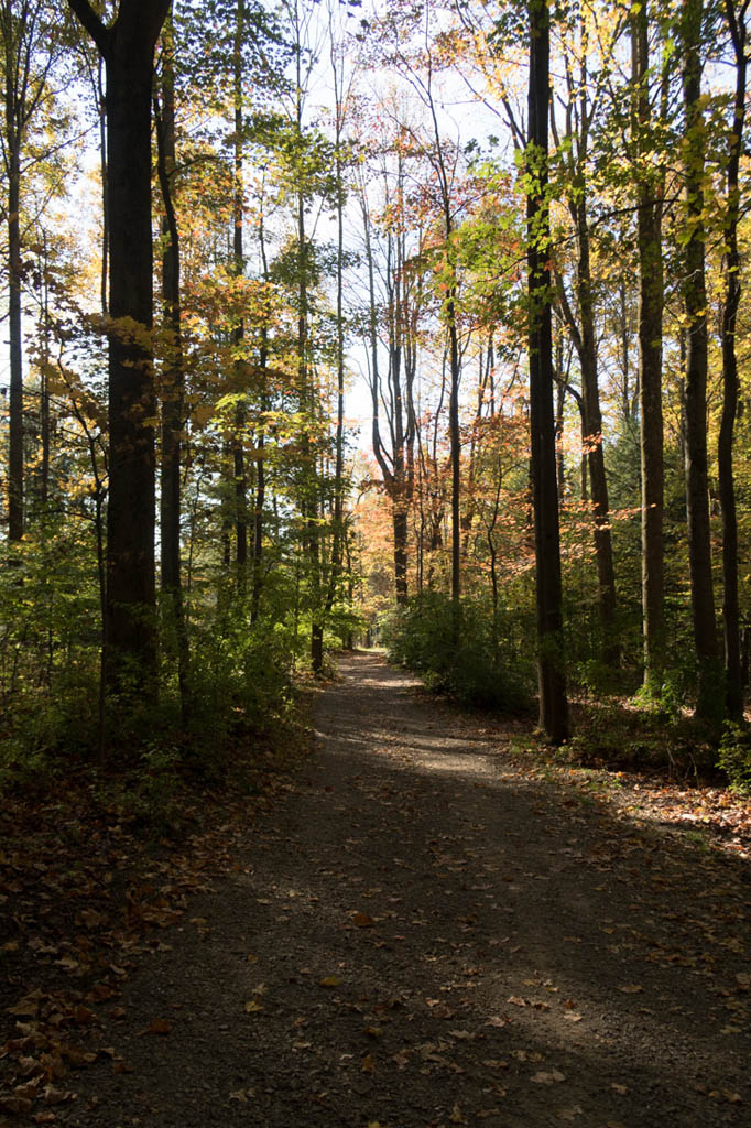 Wooded path at Kentuck Knob