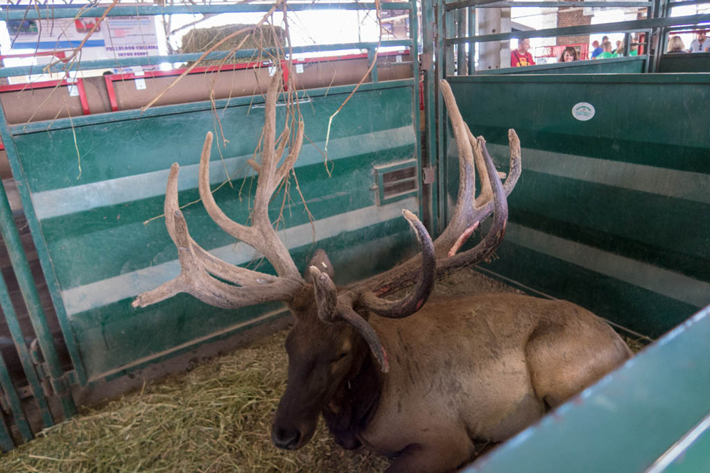 Reindeer at Iowa State Fair