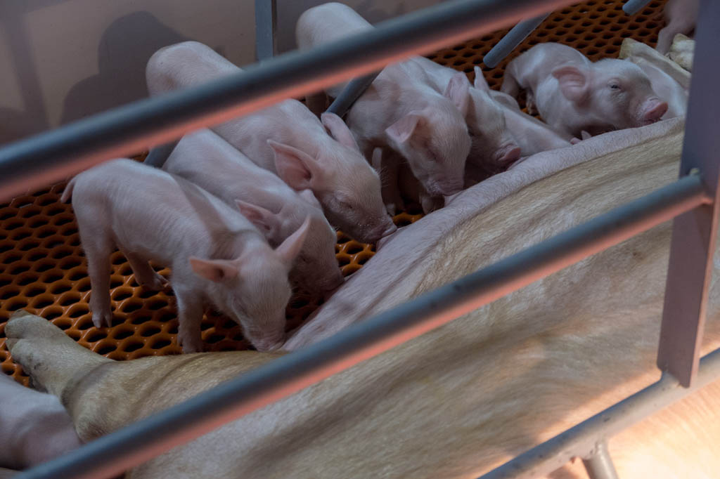 Piglets at Iowa State Fair