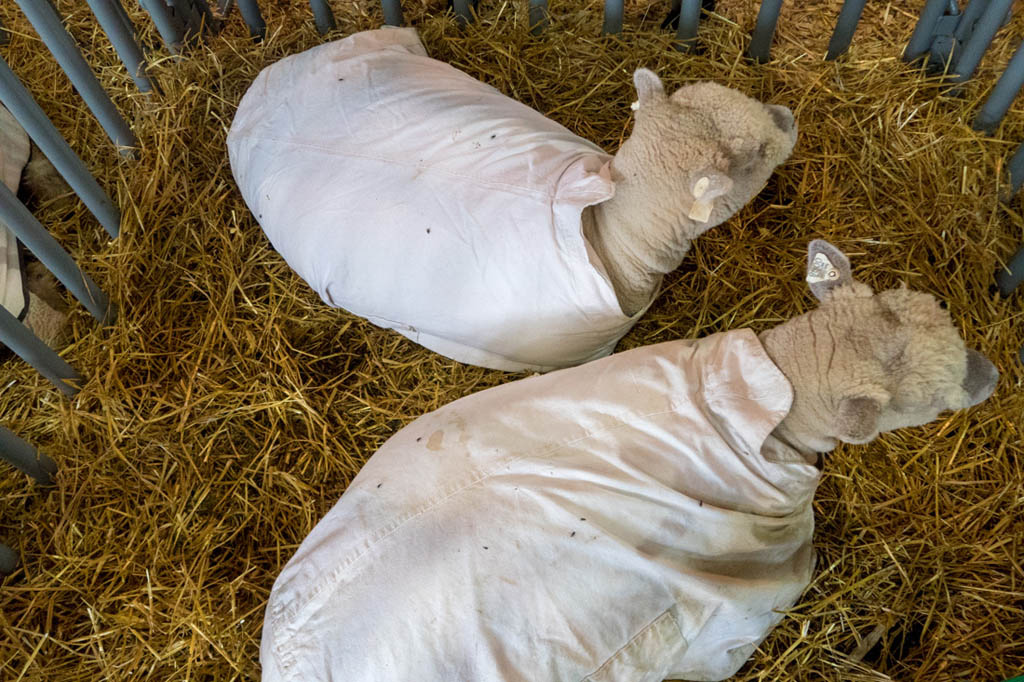 Sheep wearing blankets at Iowa State Fair