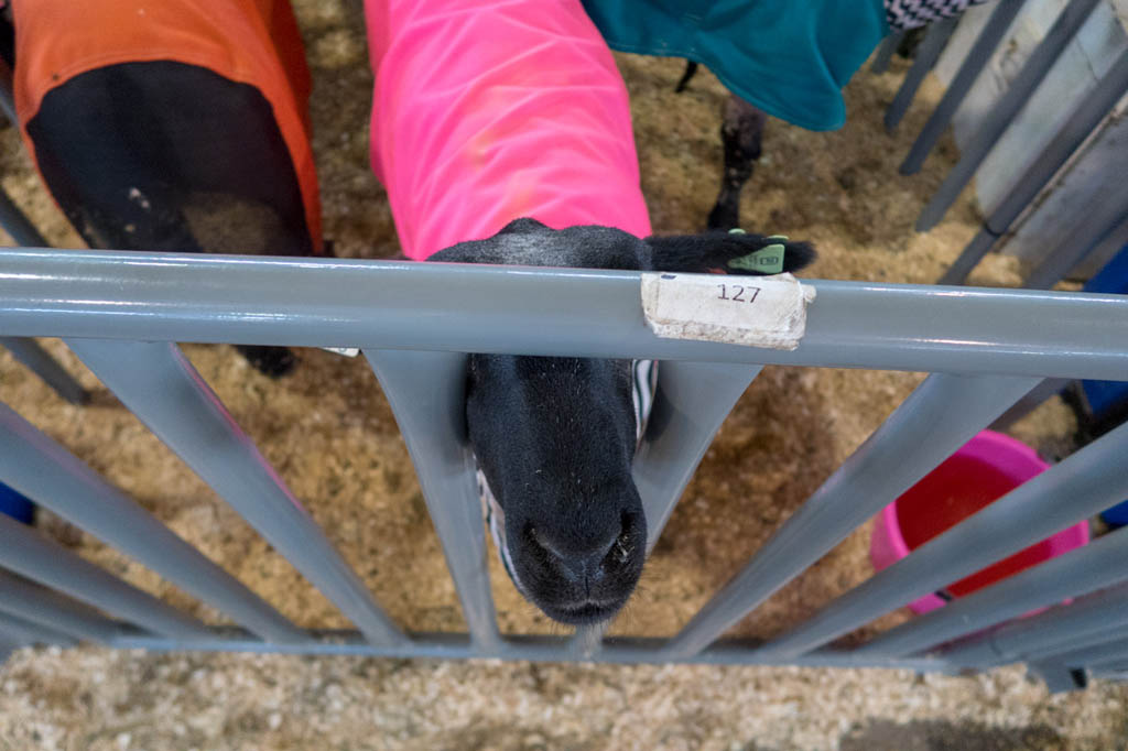 Friendly sheep in Sheep Barn