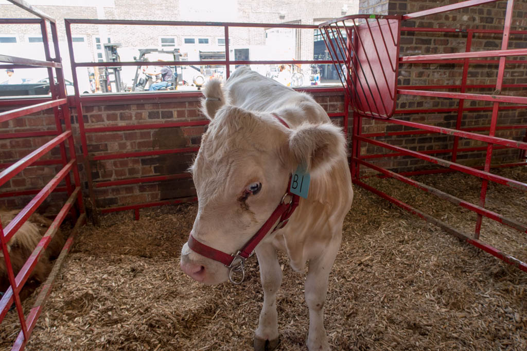 Swine Barn at Iowa State Fair