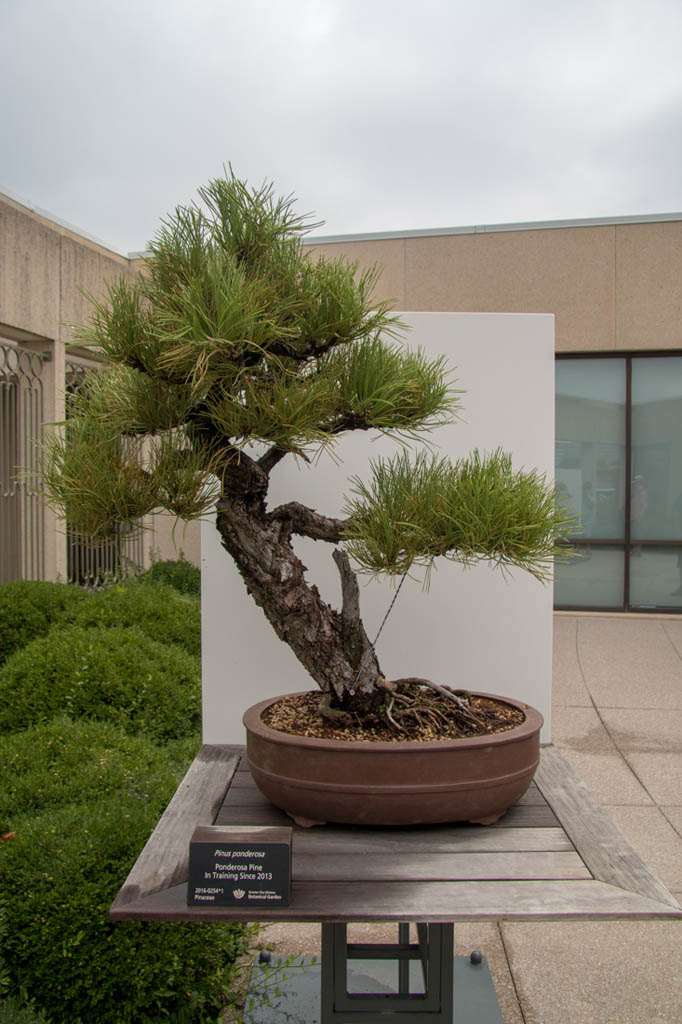 Bonsai Plants