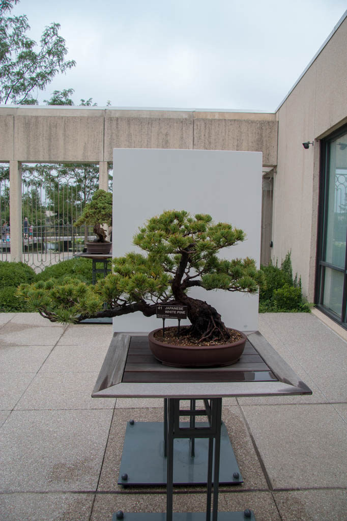 Bonsai Plants