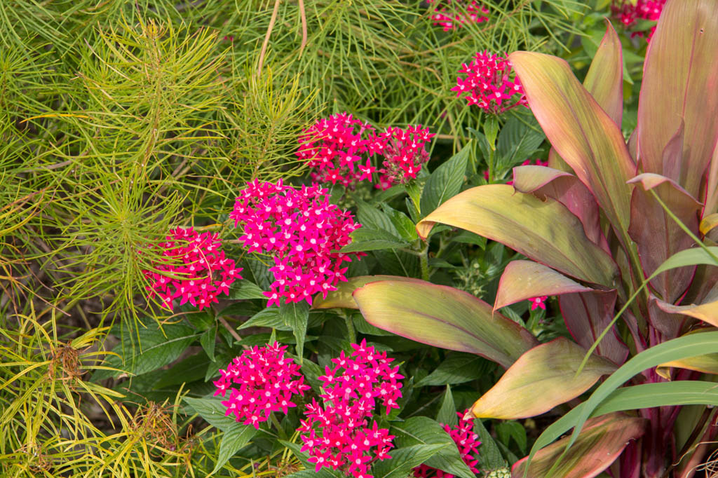 Outdoor botanical garden space