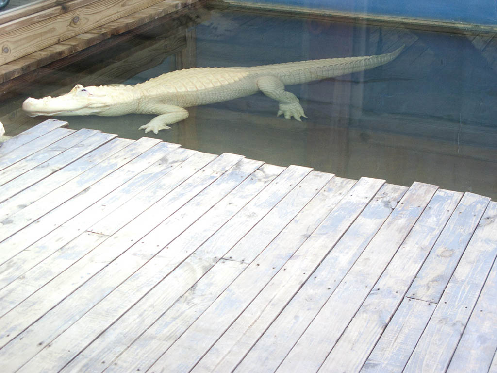 Gatorland in Orlando