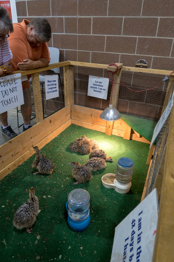 Baby ostriches