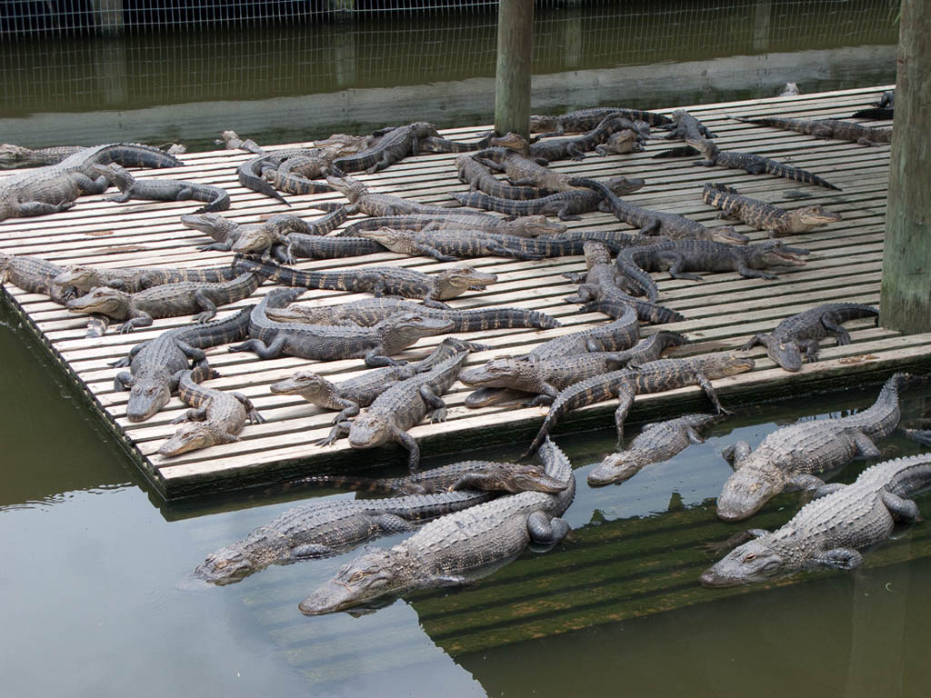 Gatorland in Orlando