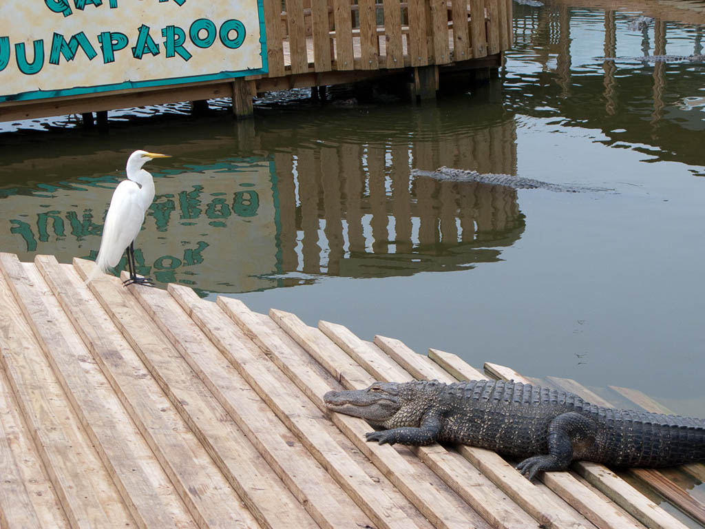 Gatorland in Orlando