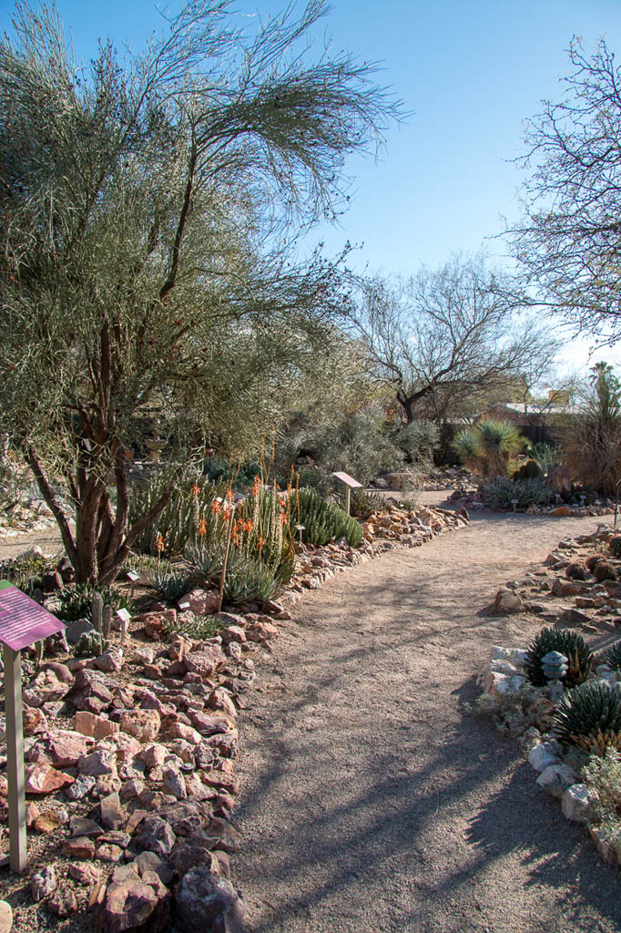 Cactus at Tucson Botanical Garden