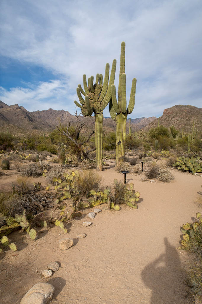 Nature Trail at Sabino Canyon