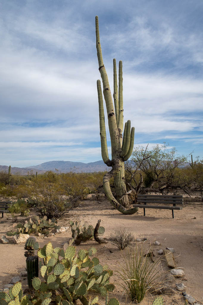 Easy walking trail in Sabino Canyon