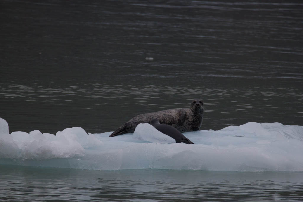 Seals and Seal Pups in Tracy Arm Fjord | Alaska Cruise