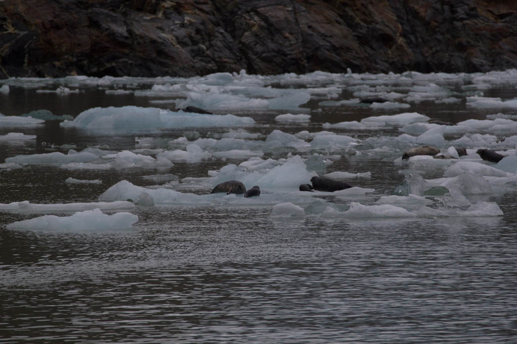 Seals and Seal Pups in Tracy Arm Fjord | Alaska Cruise