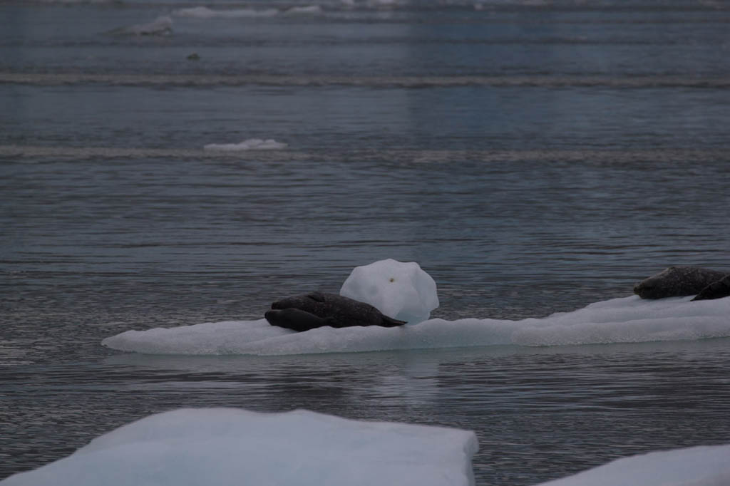 Seals and Seal Pups in Tracy Arm Fjord | Alaska Cruise