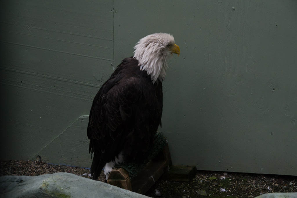 Lady Baltimore American Bald Eagle