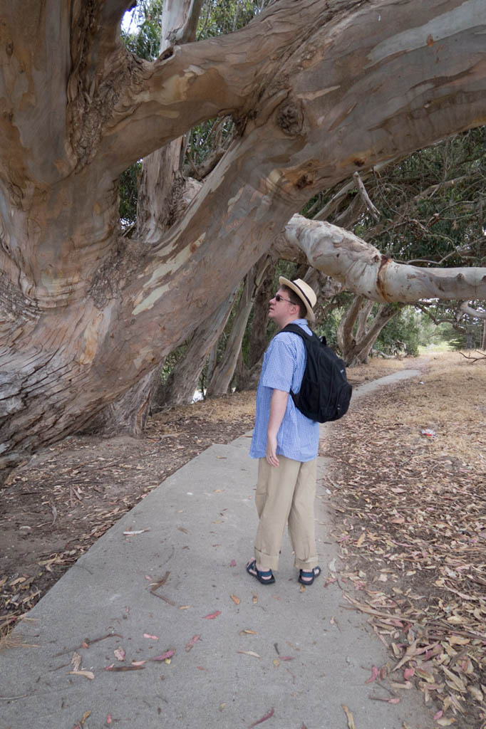 Eucalyptus trees at Natural Bridges State Beach