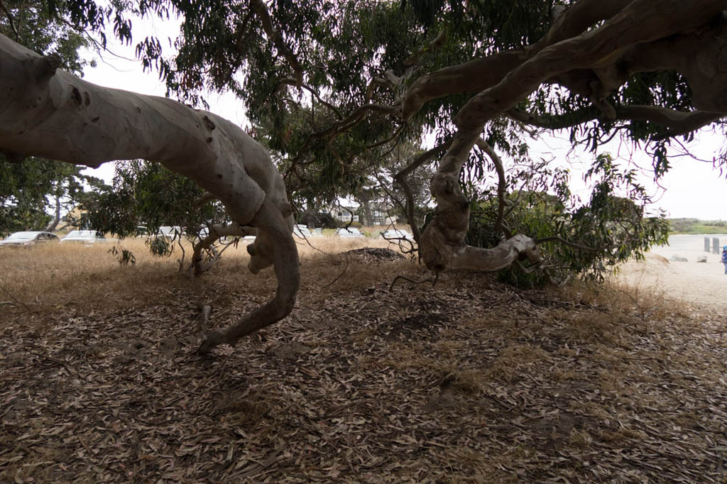 Eucalyptus trees at Natural Bridges State Beach