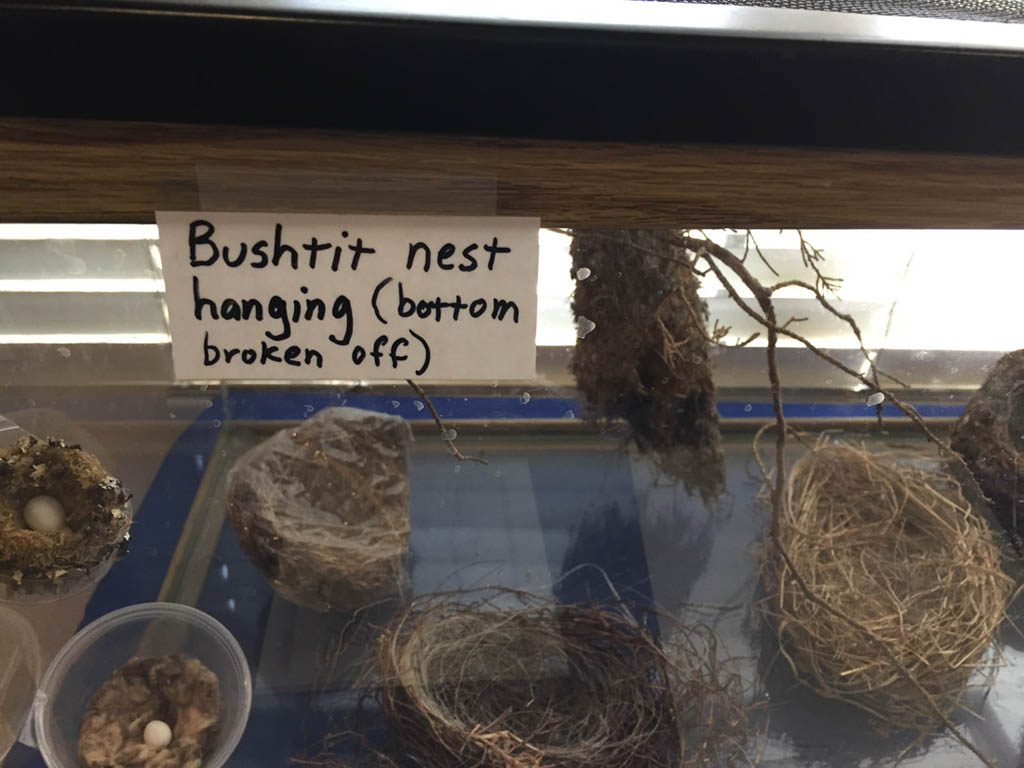 Bushtit Nest