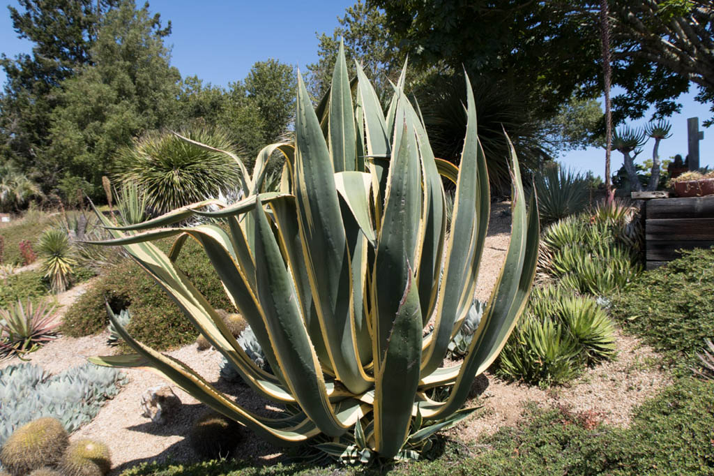 UCSC Arboretum