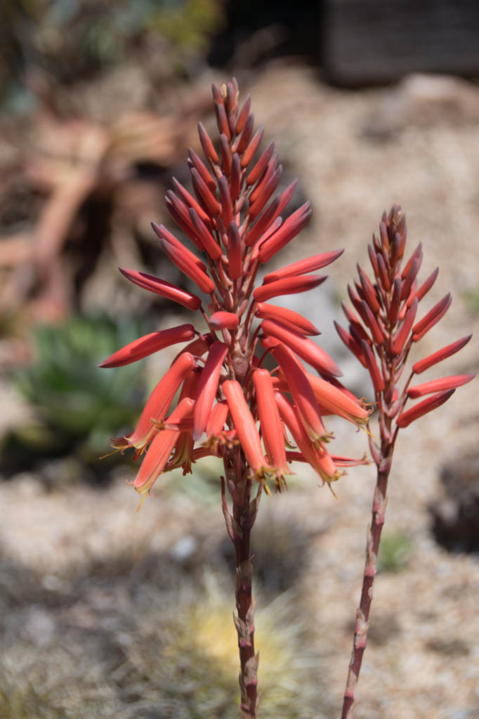 Arboretum at the University of California, Santa Cruz