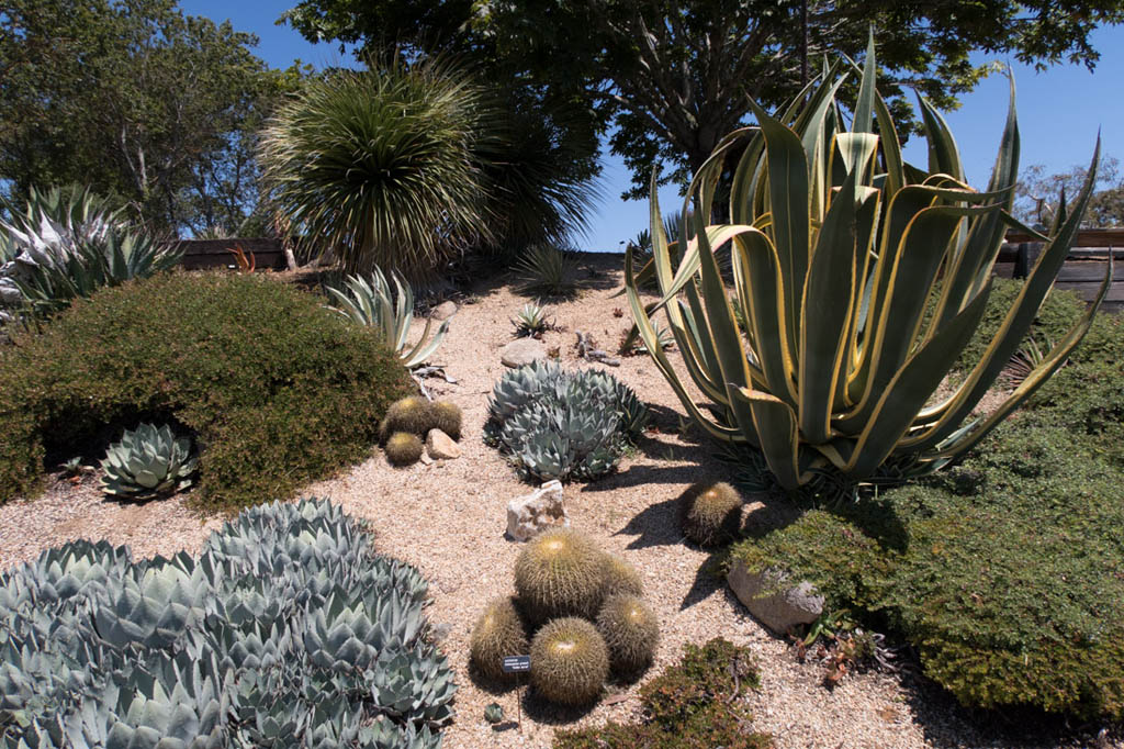 UCSC Arboretum