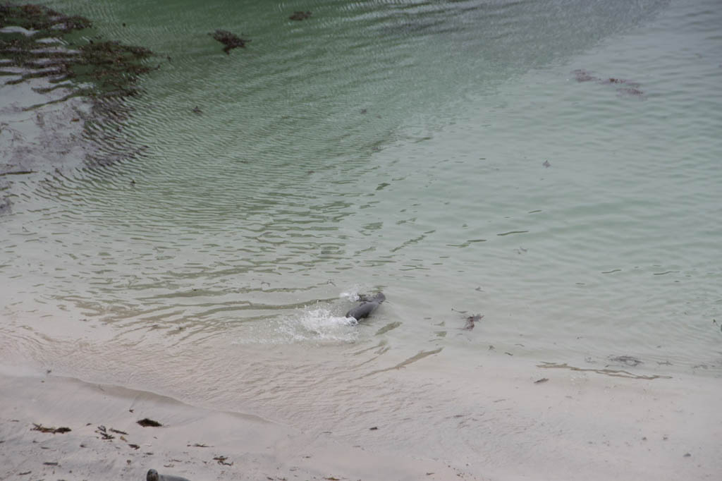 Otters on Beach at Point Lobos