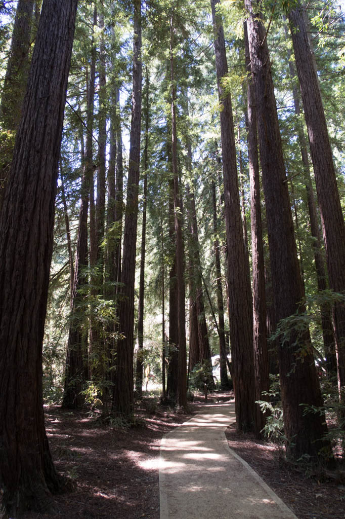 Trail hikes at Pfeiffer Big Sur State Park