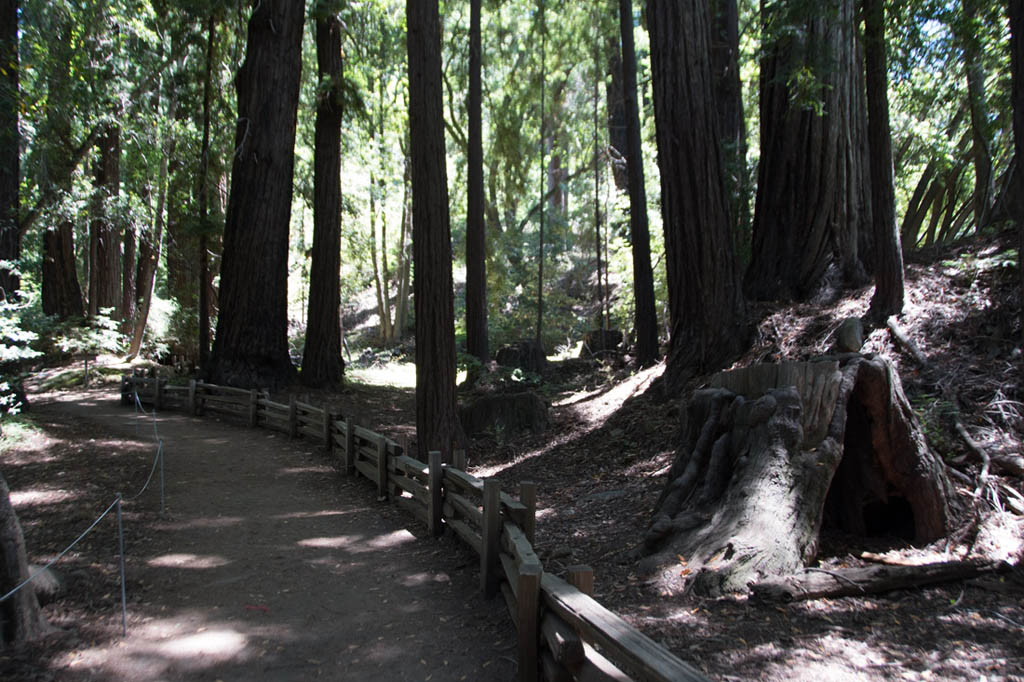 Trail hikes at Pfeiffer Big Sur State Park