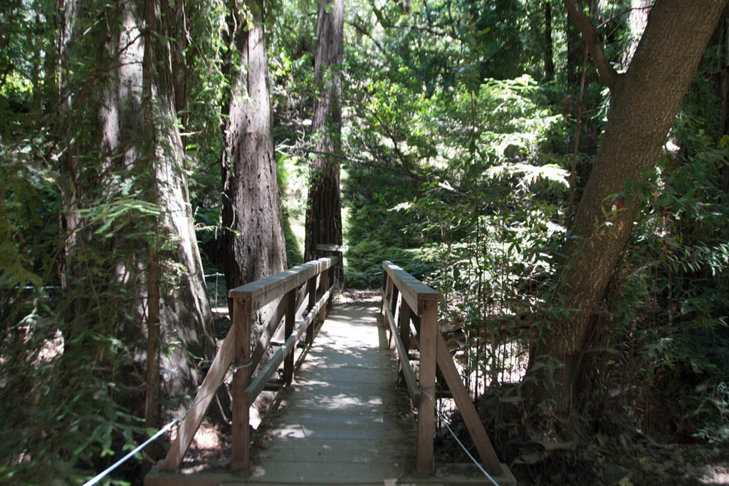 Trail hikes at Pfeiffer Big Sur State Park