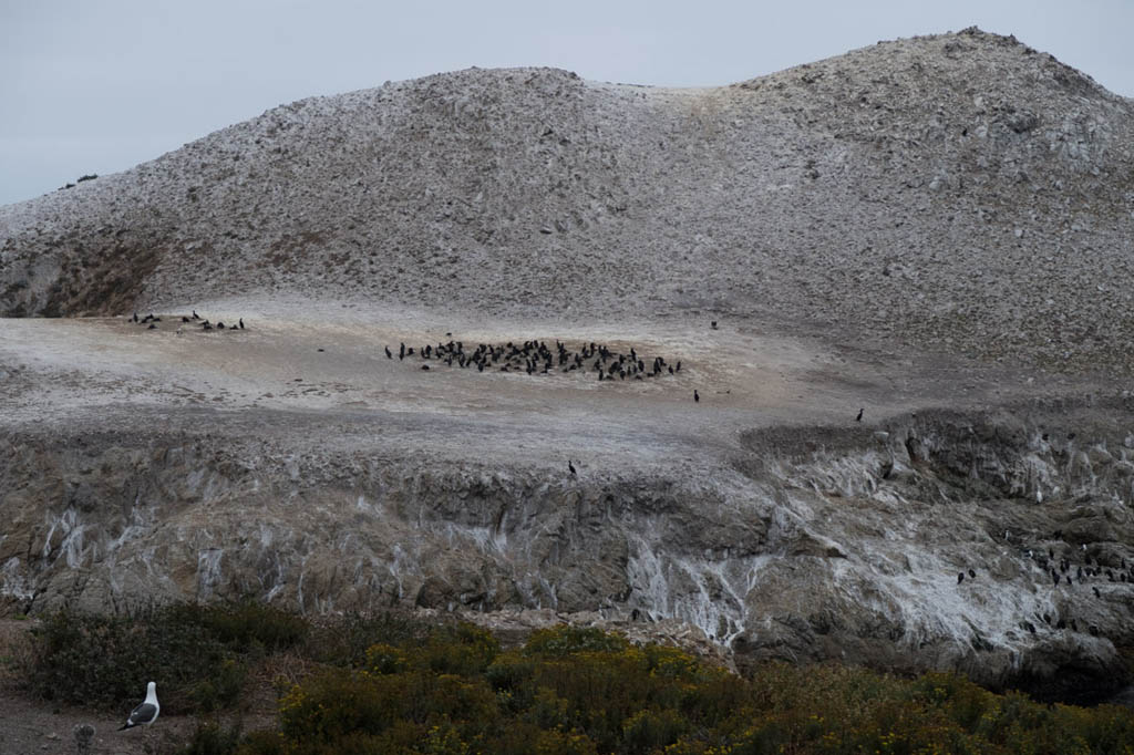 Bird Island Trail