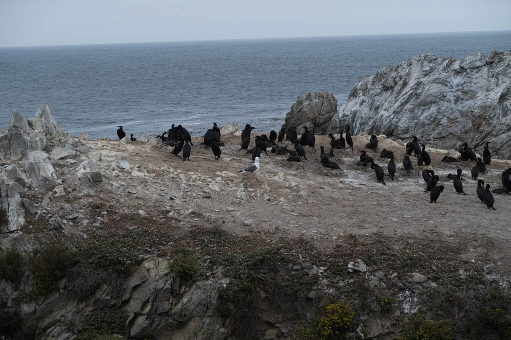 Bird Island Trail