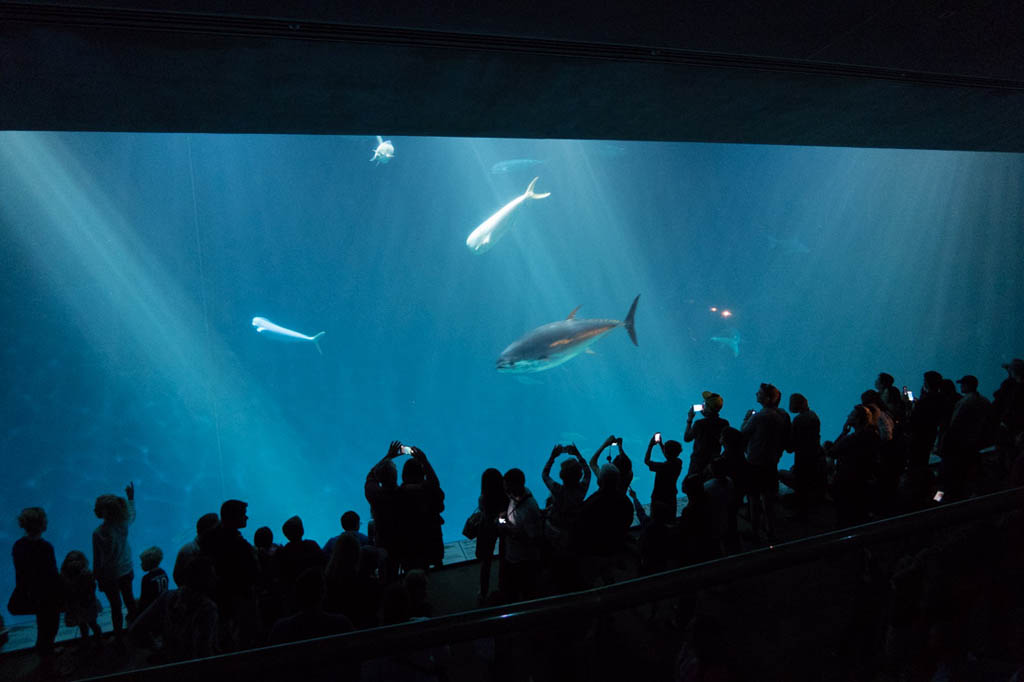 Huge display at Monterey Bay Aquarium