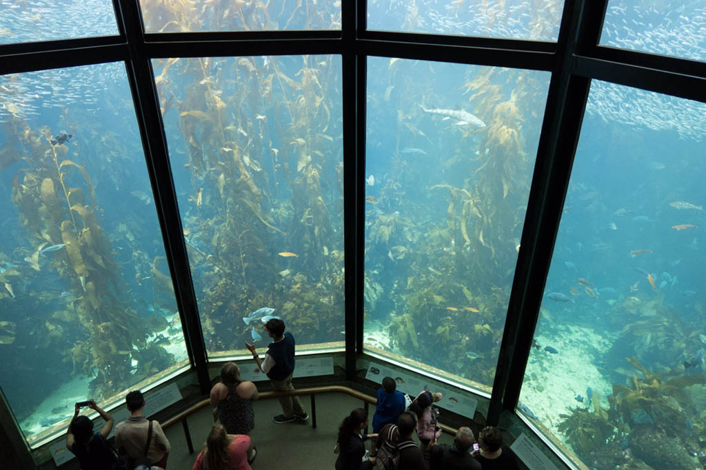 Kelp Forest at Monterey Bay Aquarium