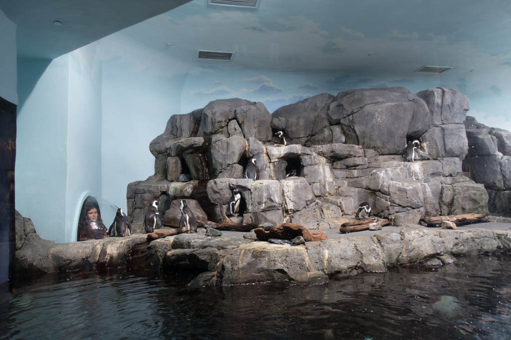 Penguin exhibit at Monterey Bay Aquarium