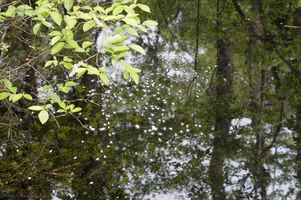 Bald Cypress Trail