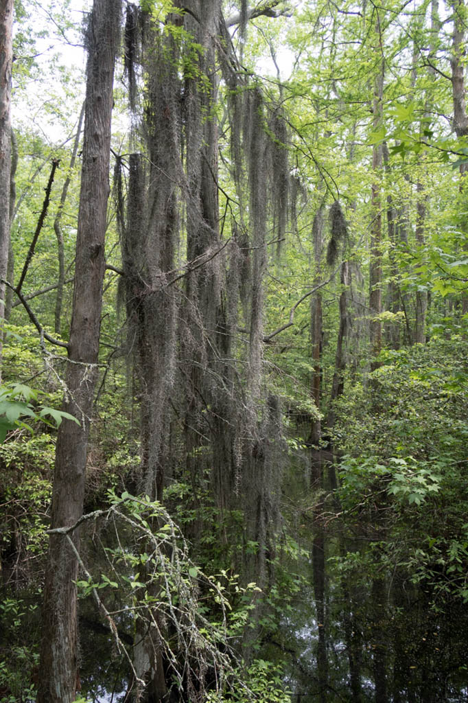 Bald Cypress trail | Trails near Virginia Beach