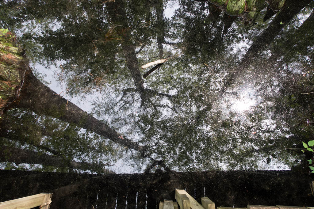 Reflections of trees in still waters at First Landing State Park