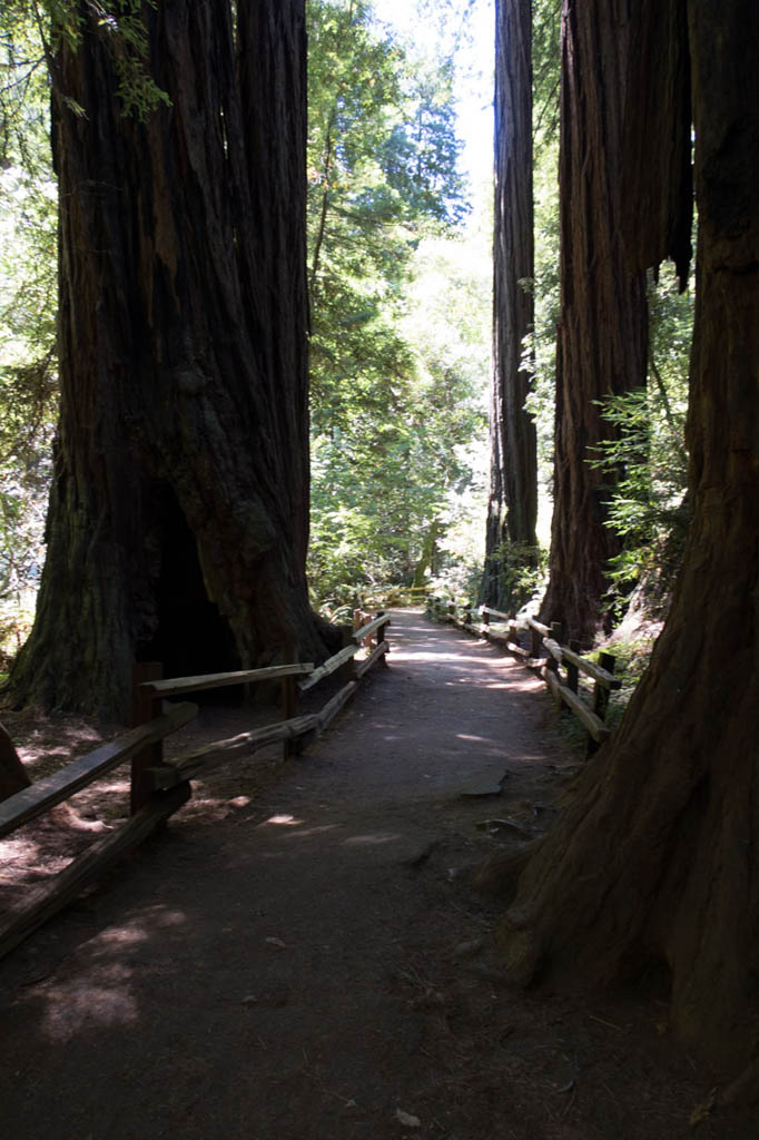 Thick redwood trees at Muir Woods