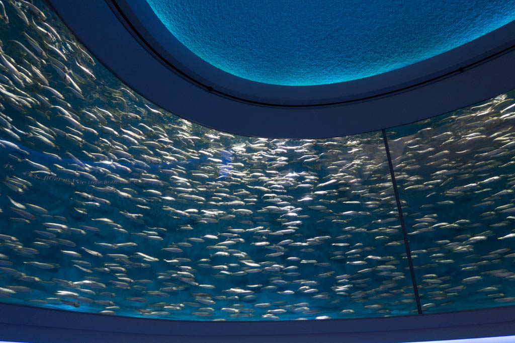 Schools of fish in round aquarium