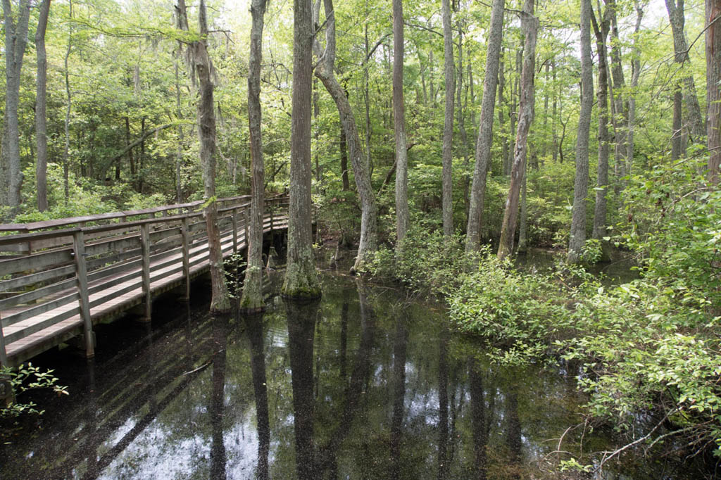 Bald Cypress trail | First Landing State Park