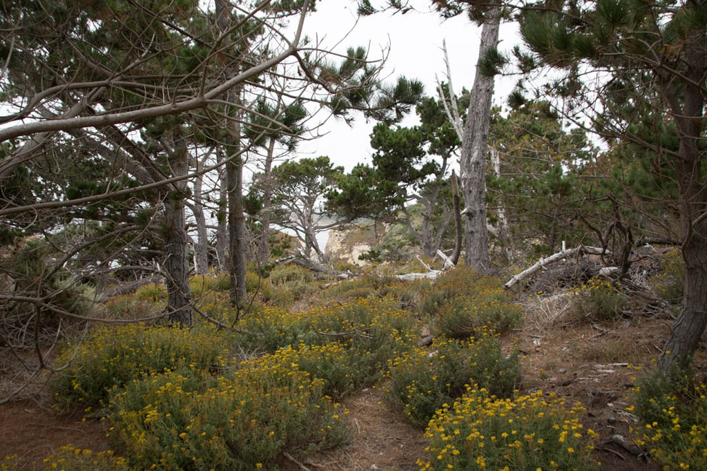 Bird Island Trail | Point Lobos State Reserve